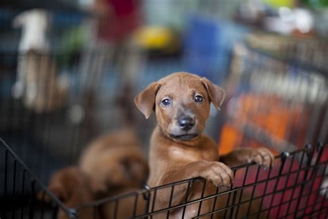What happens to the puppies that pet stores cannot sell?. Most Toxic Pet Store Items — Toxic Flea and Tick Collars Dogs Cats
