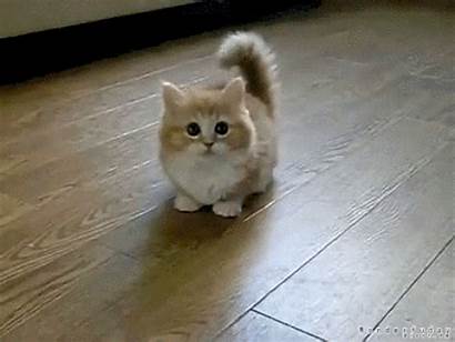 Cat Munchkin Cats Kittens Confused Fluffy Animals