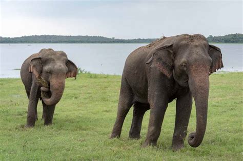 Animals In Sri Lanka And Where To Find Them The Crowded Planet