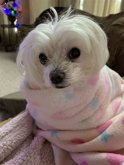 Hi There New Here And Heartbroken 💔 Maltese Dogs Forum Spoiled