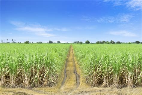 Australia Property News Sweet Harvest For Sugar Farmers Everything