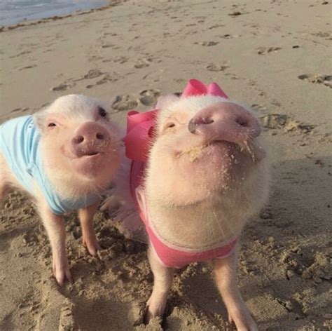 16 Instagram Animals So Cute That Youll Be Annoyed When Your Actual