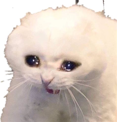 Crying Cat Meme PNG Isolated Image PNG Mart