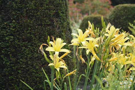 Maybe you would like to learn more about one of these? Open Tuin im Rosendorf Lottum › Wesser