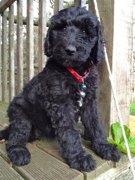 How to groom a labradoodle. Fleece coat puppy