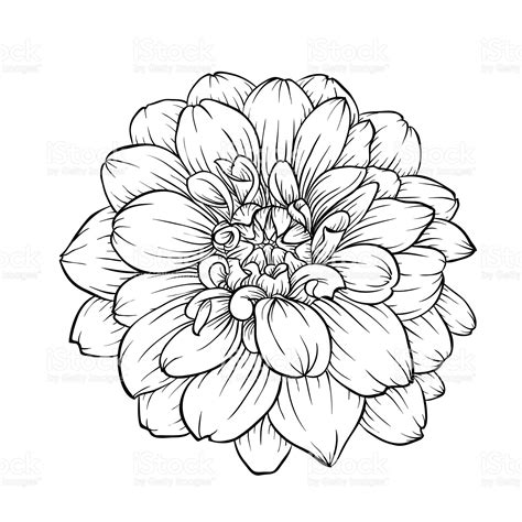 Beautiful Monochrome Black And White Dahlia Flower Isolated On