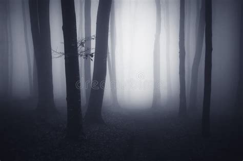 Surreal Forest With Fog Trough Trees At Night Stock Image Image Of
