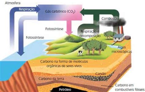 Ciclos Biogeoquímicos Nitrogênio Oxigênio Carbono água Cola Da Web