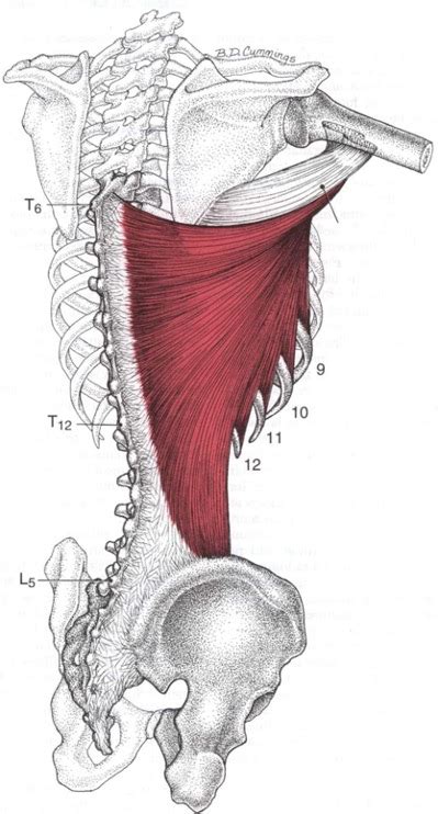 Latissimus Dorsi Trigger Points Muscle Pain