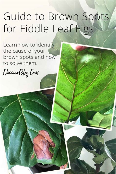 How To Identify Treat Fiddle Leaf Fig Brown Spots Dossier Blog