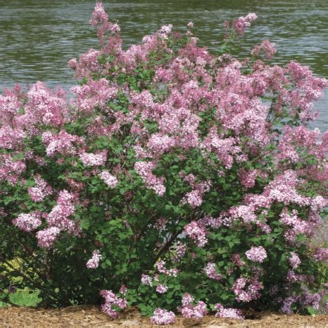 Bloomerang Dwarf Pink Lilac — Plantingtree