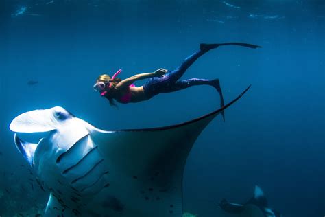 Daredevil Swims With Giant Manta Rays At Night New York Post