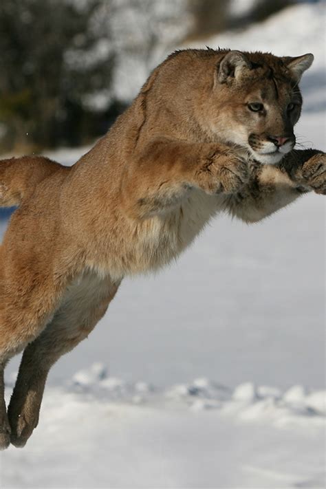Mountain Lion Roar