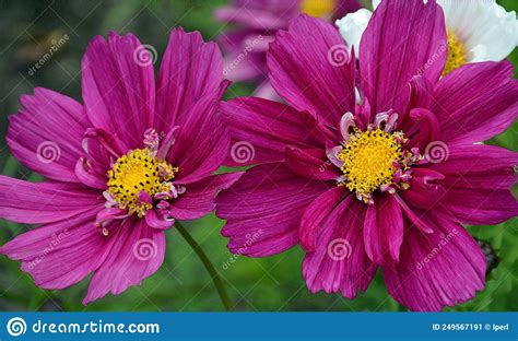 Purple Cosmos Flowers Stock Image Image Of Gardening 249567191