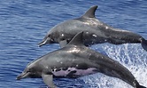 Categoría:Delfín | Wiki Colombia | FANDOM powered by Wikia