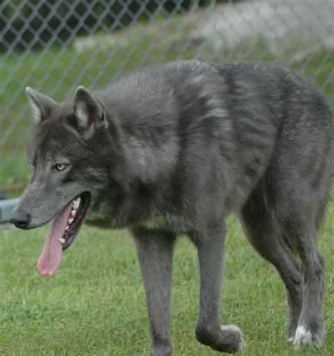 wolf husky mix german shepherd puppies