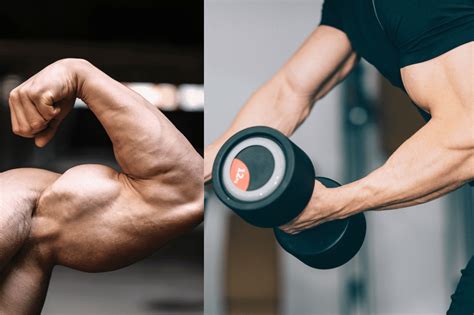 Lower Bicep Workout Secrets Top 7 Exercises For Massive Gains