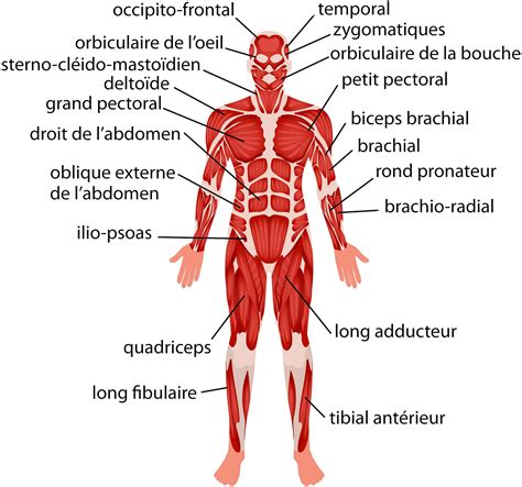 Anatomie Du Muscle Humain Avec Anatomie Du Corps Vecteur Gratuite