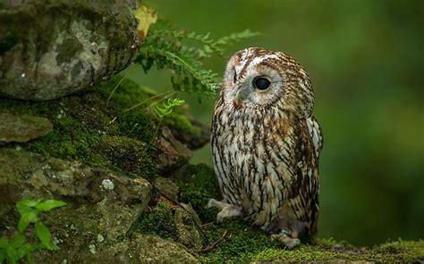 Hd Wallpaper Brown Owl Bird Predator Grass Sit Hunting Waiting