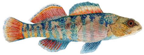 History has been made | two nine darters from michael van gerwen!. Daily Painters of Pennsylvania: 'Watercolor Study of a Candy Darter (Etheostoma osburni)'