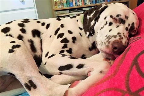 Sleeping Dalmatians Are So Sweet Maybe Because Theyre Such Big