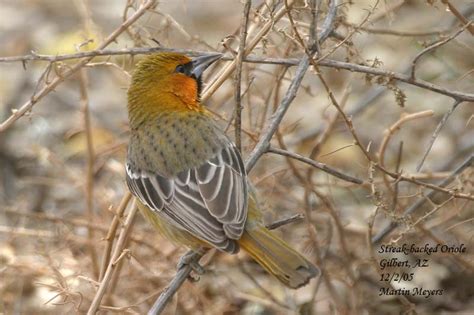 Southwest Birders Custom Birding And Nature Tours