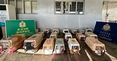 水警海關反走私行動 檢獲75隻貓狗市值約120萬 (14:35) - 20221020 - 港聞 - 即時新聞 - 明報新聞網