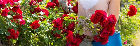 Die Besten Tipps Für Die Rosenpflege