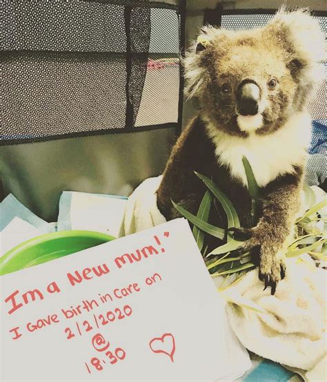 Adelaide Koala Rescue On Instagram Harlequin Gave Us Quite The