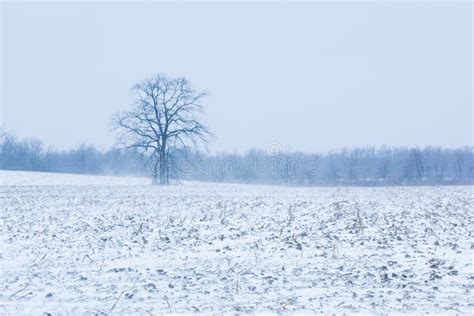 Barren Tree Standing Alone In A Snow Covered Field During A Snow Storm