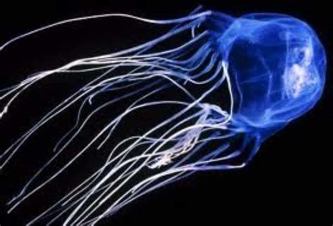 Box Jellyfish Learn Everything About This Dangerous Species