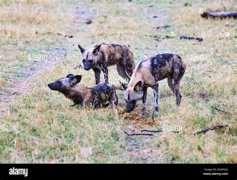 African Wild Dogs Lycaon Pictus Aka Painted Dog Or Cape Hunting Dog