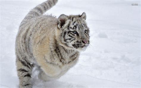 White Tiger Cubs Wallpapers Wallpaper Cave