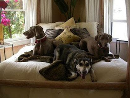 Exceptional security for your pet. Most Luxurious Pet Hotels In Los Angeles - CBS Los Angeles