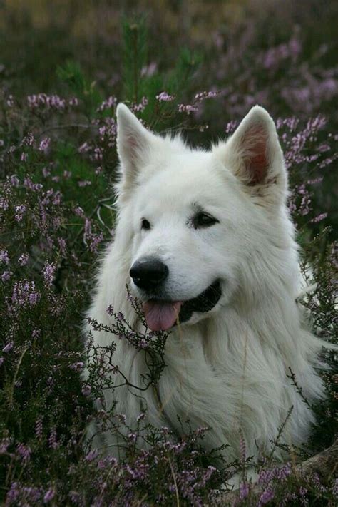 Beautiful White German Shepherd White German Shepherd Dog Breeds