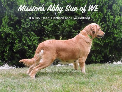 We call him timmy, but you can name him what. Mission's Abby Sue of WV "Sunny" - My Golden Retriever Puppies