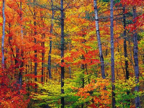 1000x800px New England Fall Foliage Wallpaper Wallpapersafari