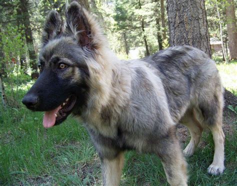 My alsatian shepalute leans on me when getting pet. Nice_American_Alsatian | American alsatian, Large dog ...