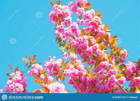 Cherry Blossoms In Pink Bloom And Blue Skies Morning Outdoors From Low