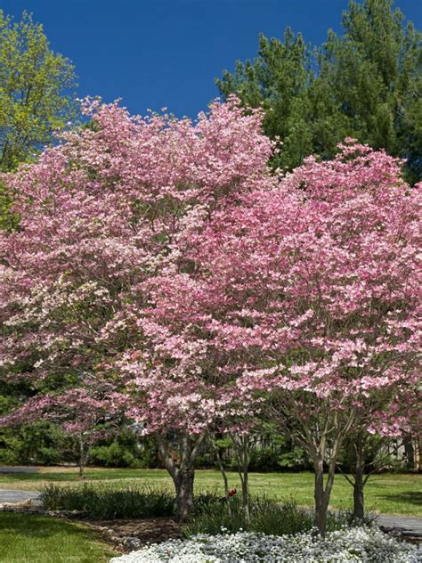 🔥dogwood Tree Hd 4k Wallpaper Desktop Background Iphone And Android