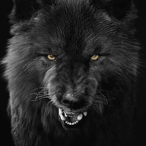 Black Wolf With Red Eyes Profile Picture Wallpaperin