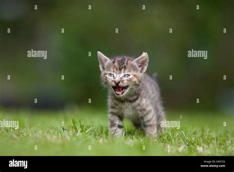 Domestic Cat Kitten Meowing Stock Photo Alamy