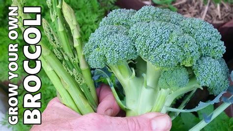 How To Grow And Harvest Broccoli Youtube