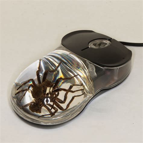 Spider Usb Computer Mouse Science Ts Industrial