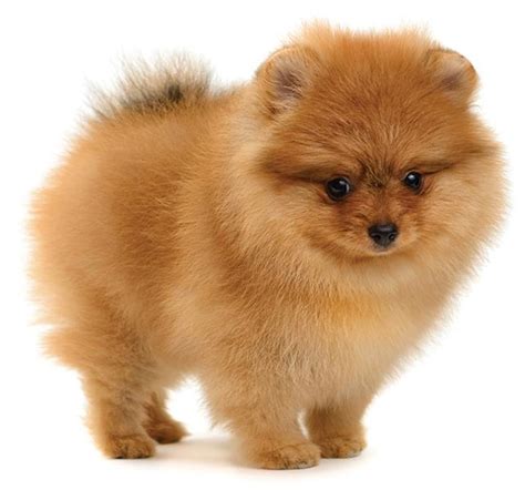 Adorable Mini Breeds Meet These Mini Dogs Cute That Fit In The Palm Of