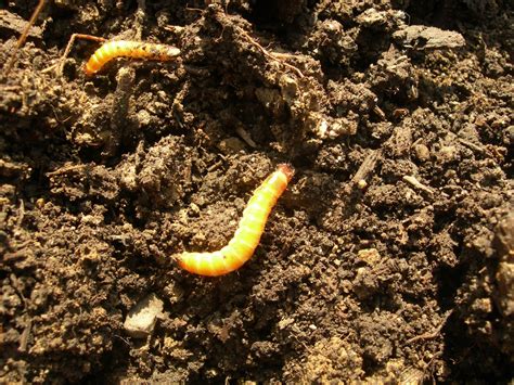 We did not find results for: Ants in my pants!: Common Spring Garden Soil Pests ...