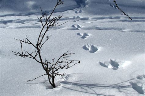 Sie haben tierspuren im schnee gefunden und möchten wissen, wer hier langlief? Tiere und Tierspuren im Wald | Stadt Melle