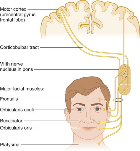 Cranial Nerve 7 Pathway