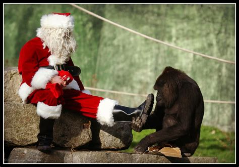 Father Christmas A Gorilla Called Emmie Its Beginning To Look A Lot