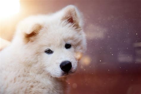 250 Interesting Puppy Photos · Pexels · Free Stock Photos